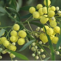 ACACIA Retinoïdes ACACIA Retinoïdes