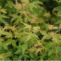 ACER Palmatum Crispi ACER Palmatum Crispi
