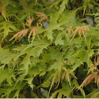 ACER Saccharinum Born ACER Saccharinum Born
