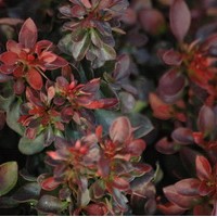 BERBERIS Thunbergi Atropurpurea BERBERIS Thunbergi Atropurpurea