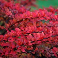 BERBERIS Green Carpet BERBERIS Green Carpet