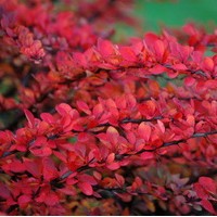 BERBERIS Green Carpet