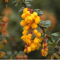 BERBERIS Darwini BERBERIS Darwini