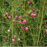 BORONIA Hétérophylla BORONIA Hétérophylla