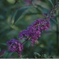 BUDDLEIA Davidii Empire Blue BUDDLEIA Davidii Empire Blue