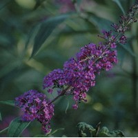 BUDDLEIA Davidii Empire Blue