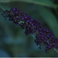 BUDDLEIA Davidii Black night