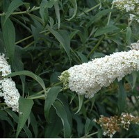 BUDDLEIA White bouquet