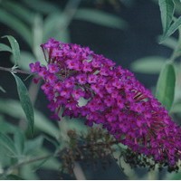 BUDDLEIA davidii Naho purple BUDDLEIA davidii Naho purple