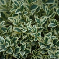 BUXUS sempervirens Elegans BUXUS sempervirens Elegans