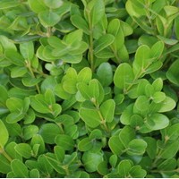 BUXUS sempervirens Sulfructicosa BUXUS sempervirens Sulfructicosa
