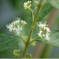 CALLICARPA dichotoma Albibacca