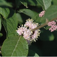 CALLICARPA Bodinieri Dart