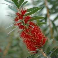 CALLISTEMON rigidus CALLISTEMON rigidus