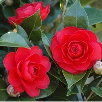 CAMELIA Japonica Coquetti CAMELIA Japonica Coquetti