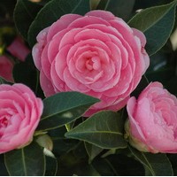 CAMELIA Japonica Waterhouse CAMELIA Japonica Waterhouse
