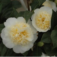 CAMELIA Japonica Brusfield Yellow CAMELIA Japonica Brusfield Yellow