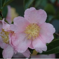CAMELIA Sassanqua Plantation pink CAMELIA Sassanqua Plantation pink