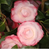 CAMELIA Japonica Nucio CAMELIA Japonica Nucio