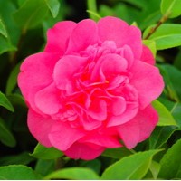 CAMELIA Japonica Debbie CAMELIA Japonica Debbie