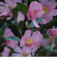 CAMELIA Sassanqua Cleopatra CAMELIA Sassanqua Cleopatra