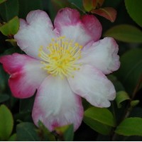 CAMELIA Sassanqua Rainbow