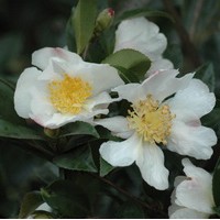 CAMELIA Sassanqua Narcissiflora