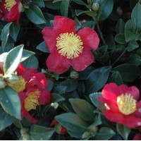 CAMELIA Sassanqua Yuletide CAMELIA Sassanqua Yuletide