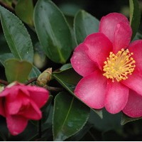 CAMELIA Sassanqua Hyriu CAMELIA Sassanqua Hyriu