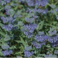 CARYOPTERIS Clandonensis Heavenly blue CARYOPTERIS Clandonensis Heavenly blue