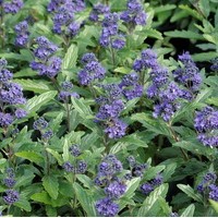 CARYOPTERIS Grand bleu CARYOPTERIS Grand bleu