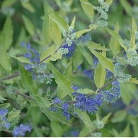 CARYOPTERIS Clandonensis Worcester Gold CARYOPTERIS Clandonensis Worcester Gold
