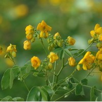 CASSIA Floribunda CASSIA Floribunda
