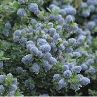 CEANOTHUS Blue mount CEANOTHUS Blue mount