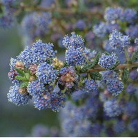 CEANOTHUS impressus Punget blue CEANOTHUS impressus Punget blue
