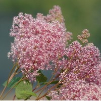 CEANOTHUS Perle rose