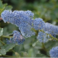 CEANOTHUS Thyrsifolius Repens CEANOTHUS Thyrsifolius Repens
