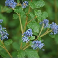 CEANOTHUS Burwoodii CEANOTHUS Burwoodii