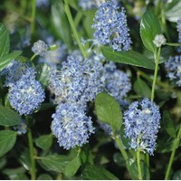 CEANOTHUS Italian skies