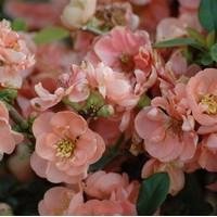 CHAENOMELES superba Geisha girl CHAENOMELES superba Geisha girl