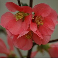 CHAENOMELES Eximia CHAENOMELES Eximia