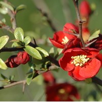 CHAENOMELES Grimson gold