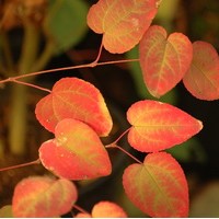 Cercidiphyllum japonicum Cercidiphyllum japonicum