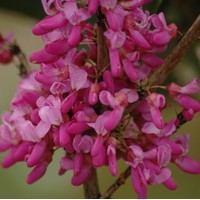 Cercis Chinensis Avondale Cercis Chinensis Avondale