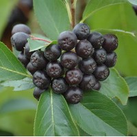 ARONIA Melanocarpa Viking ARONIA Melanocarpa Viking