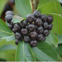 ARONIA Melanocarpa Viking