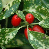 AUCUBA Japonica Variegata AUCUBA Japonica Variegata