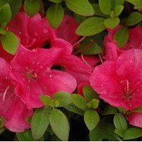 AZALEA Japonica Anna Franck AZALEA Japonica Anna Franck