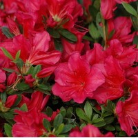 AZALEA Japonica Isabel AZALEA Japonica Isabel