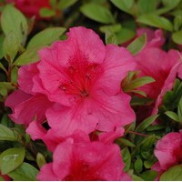 AZALEA Japonica Vuysk rosyred AZALEA Japonica Vuysk rosyred